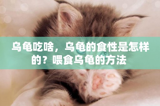 烏龜吃啥，烏龜的食性是怎樣的？喂食烏龜的方法 