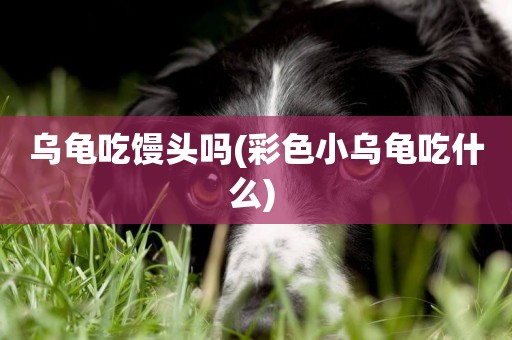 烏龜吃饅頭嗎(彩色小烏龜吃什么) 