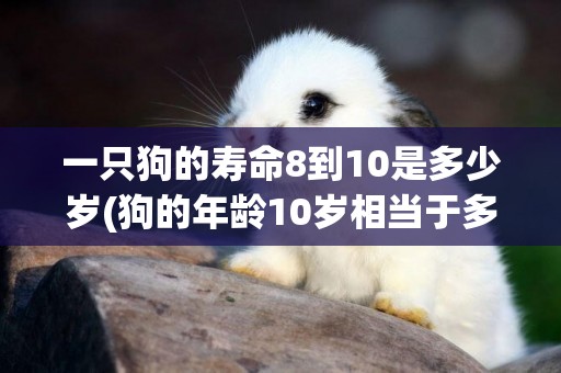 一只狗的壽命8到10是多少歲(狗的年齡10歲相當于多大) 