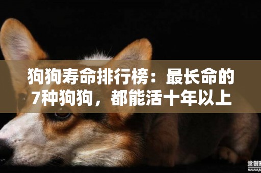 狗狗壽命排行榜：最長命的7種狗狗，都能活十年以上 