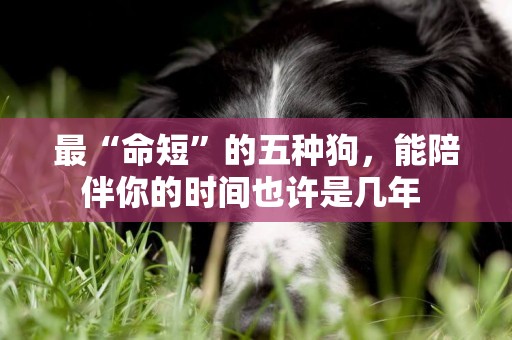 最“命短”的五種狗，能陪伴你的時間也許是幾年 