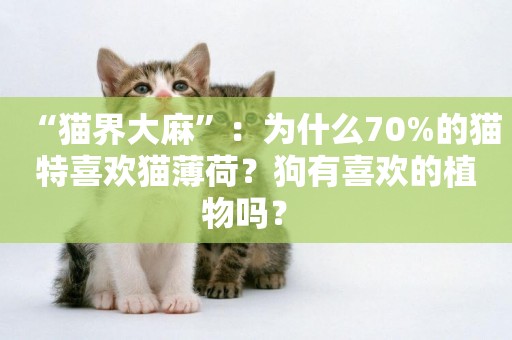 “貓界大麻”：為什么70%的貓特喜歡貓薄荷？狗有喜歡的植物嗎？ 
