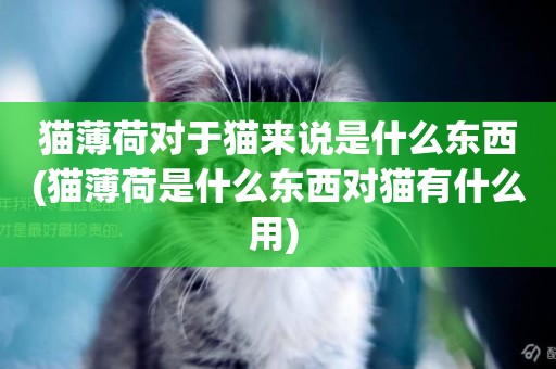 貓薄荷對于貓來說是什么東西(貓薄荷是什么東西對貓有什么用) 