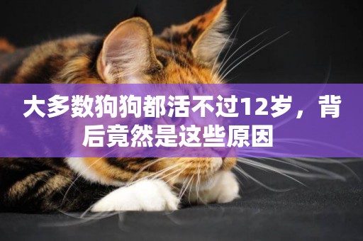 大多數狗狗都活不過12歲，背后竟然是這些原因 