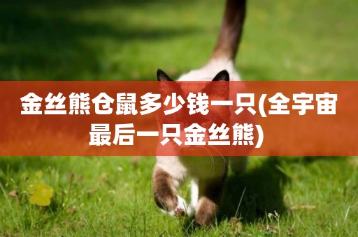 金絲熊倉鼠多少錢一只(全宇宙最后一只金絲熊) 