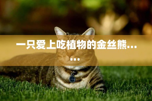 一只愛上吃植物的金絲熊…… 
