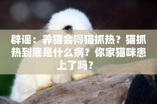 辟謠：養貓會得貓抓熱？貓抓熱到底是什么病？你家貓咪患上了嗎？ 