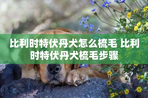 比利時特伏丹犬怎么梳毛 比利時特伏丹犬梳毛步驟