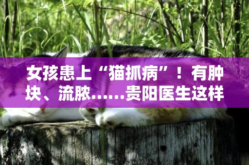 女孩患上“貓抓病”！有腫塊、流膿……貴陽醫生這樣說 