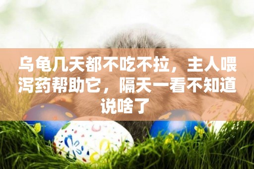 烏龜幾天都不吃不拉，主人喂瀉藥幫助它，隔天一看不知道說啥了 