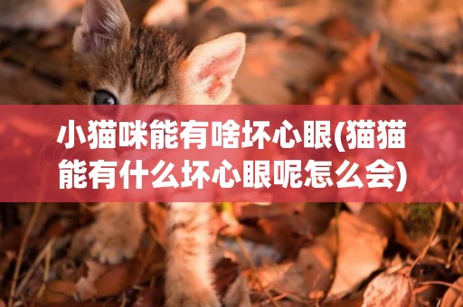 小貓咪能有啥壞心眼(貓貓能有什么壞心眼呢怎么會) 