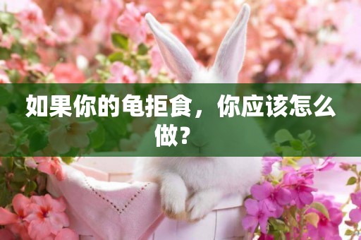 如果你的龜拒食，你應該怎么做？ 