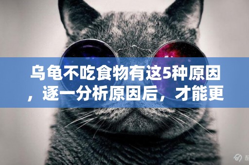 烏龜不吃食物有這5種原因，逐一分析原因后，才能更好地解決問題 