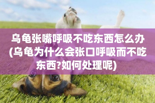 烏龜張嘴呼吸不吃東西怎么辦(烏龜為什么會張口呼吸而不吃東西?如何處理呢) 