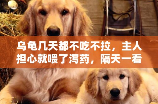 烏龜幾天都不吃不拉，主人擔心就喂了瀉藥，隔天一看很心塞 