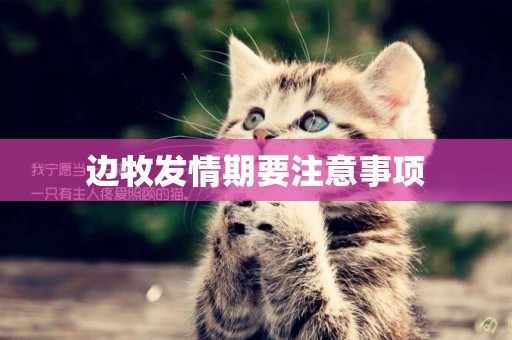 邊牧發情期要注意事項