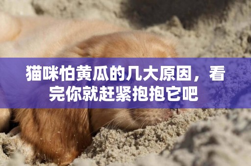 貓咪怕黃瓜的幾大原因，看完你就趕緊抱抱它吧 