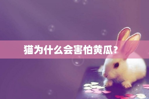 貓為什么會害怕黃瓜？ 