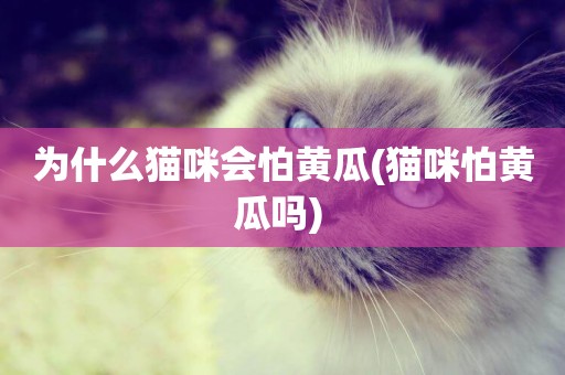 為什么貓咪會怕黃瓜(貓咪怕黃瓜嗎) 