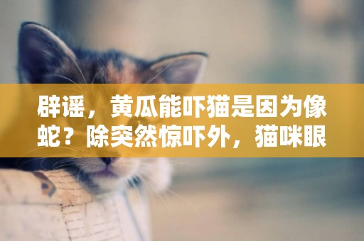辟謠，黃瓜能嚇貓是因為像蛇？除突然驚嚇外，貓咪眼睛需負責 