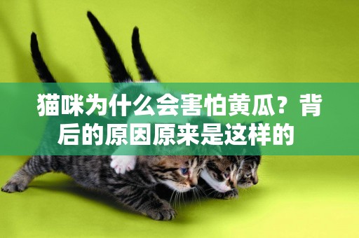 貓咪為什么會害怕黃瓜？背后的原因原來是這樣的 