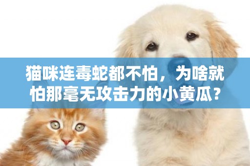 貓咪連毒蛇都不怕，為啥就怕那毫無攻擊力的小黃瓜？ 