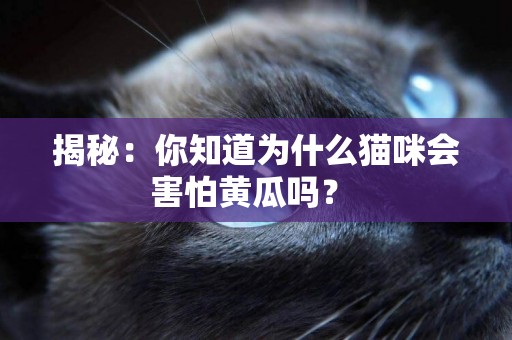 揭秘：你知道為什么貓咪會害怕黃瓜嗎？ 