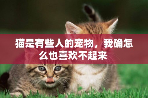 貓是有些人的寵物，我確怎么也喜歡不起來 