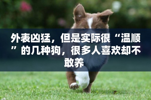 外表兇猛，但是實際很“溫順”的幾種狗，很多人喜歡卻不敢養 