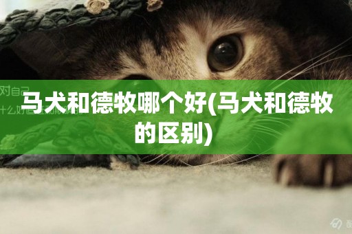 馬犬和德牧哪個好(馬犬和德牧的區別) 