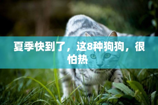 夏季快到了，這8種狗狗，很怕熱 