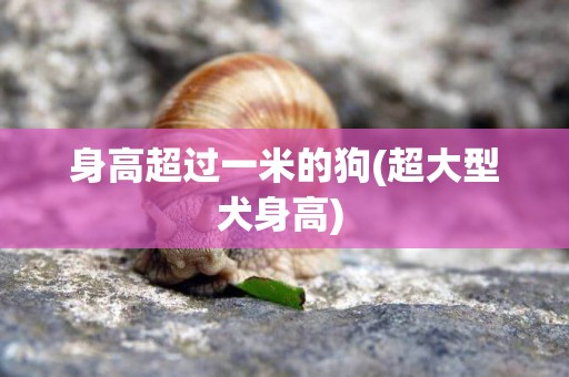 身高超過一米的狗(超大型犬身高) 