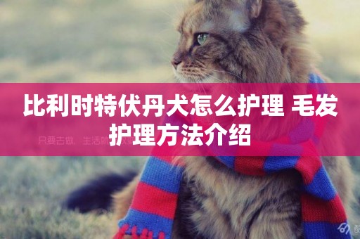 比利時特伏丹犬怎么護理 毛發護理方法介紹