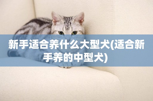 新手適合養什么大型犬(適合新手養的中型犬) 