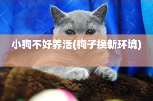 小狗不好養活(狗子換新環境) 