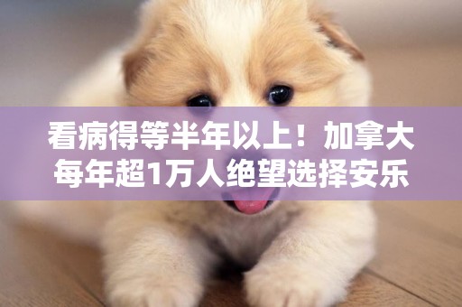 看病得等半年以上！加拿大每年超1萬人絕望選擇安樂死 