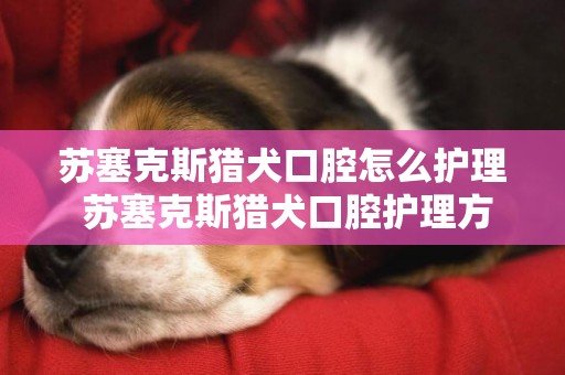 蘇塞克斯獵犬口腔怎么護理 蘇塞克斯獵犬口腔護理方法
