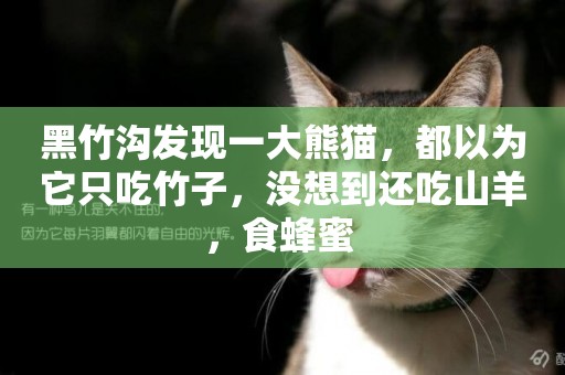 黑竹溝發現一大熊貓，都以為它只吃竹子，沒想到還吃山羊，食蜂蜜 