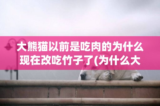 大熊貓以前是吃肉的為什么現在改吃竹子了(為什么大熊貓從吃肉改成了吃竹子) 