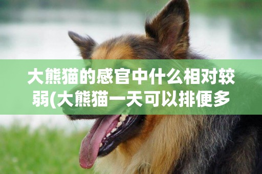大熊貓的感官中什么相對較弱(大熊貓一天可以排便多少次) 