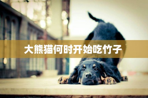 大熊貓何時開始吃竹子 