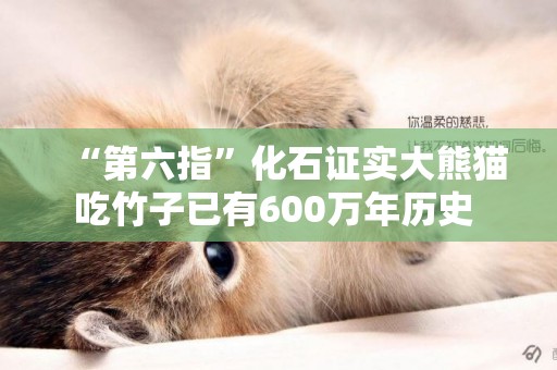“第六指”化石證實大熊貓吃竹子已有600萬年歷史 