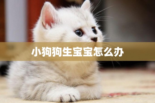 小狗狗生寶寶怎么辦