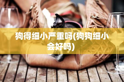 狗得細小嚴重嗎(狗狗細小會好嗎) 