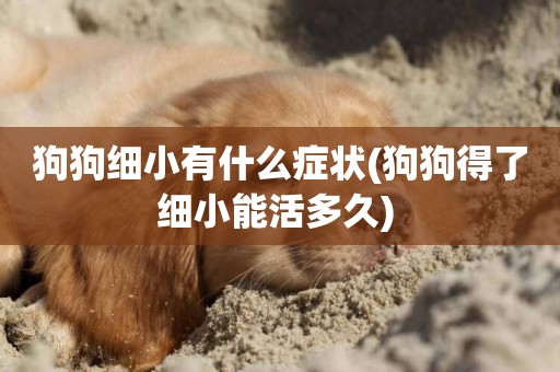 狗狗細小有什么癥狀(狗狗得了細小能活多久) 