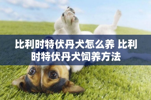 比利時特伏丹犬怎么養 比利時特伏丹犬飼養方法