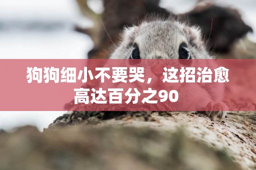 狗狗細小不要哭，這招治愈高達百分之90 