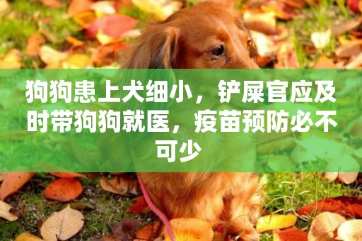 狗狗患上犬細小，鏟屎官應及時帶狗狗就醫，疫苗預防必不可少 
