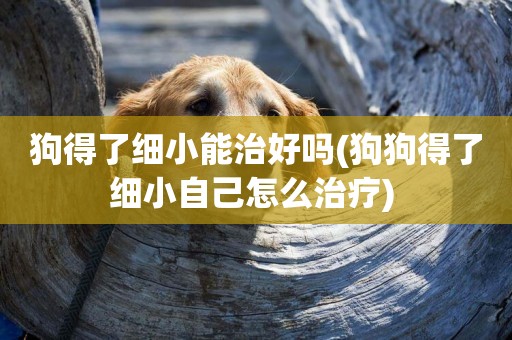 狗得了細小能治好嗎(狗狗得了細小自己怎么治療) 