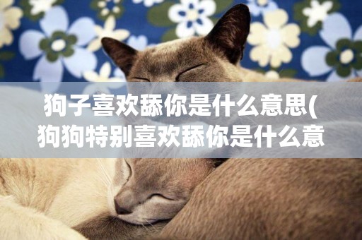 狗子喜歡舔你是什么意思(狗狗特別喜歡舔你是什么意思) 